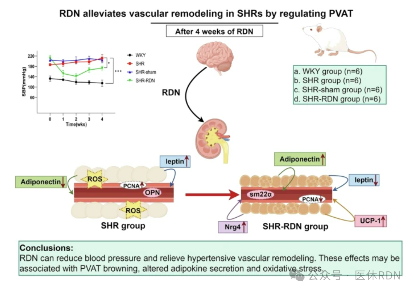 研究发现：RDN可以减轻高血压血管重塑